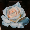 Painted rose